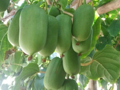 農(nóng)之寶農(nóng)寶商城信息屬于農(nóng)之寶平臺(tái)(www.nzb555.com)包含蔬菜,水果,禽畜肉蛋,糧油米面,農(nóng)資農(nóng)機(jī),種子種苗,水產(chǎn),農(nóng)副加工等產(chǎn)品類目,為廣大商家企業(yè)提供更便捷的交易方式。